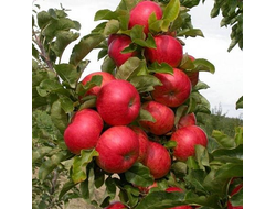 Яблоня колоновидная Васюган