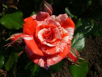 Филателия (Philatelie) роза