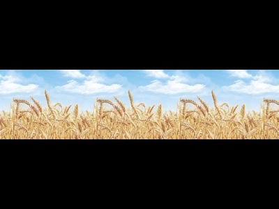 Пшеница (3х0,6 м)