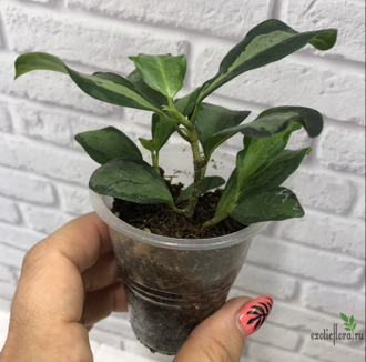 Ficus  diversifolia variegata / фикус дельтовидный вариегатный