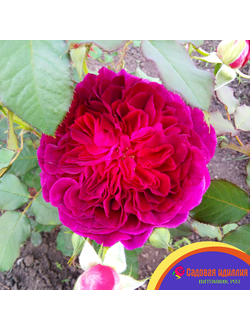 Манстед Вуд (Munstead Wood)