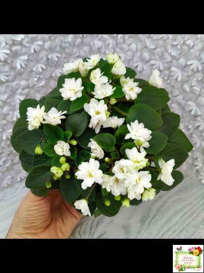 ЛЕ-Жемчужинка (Е. Лебецкая) 2018 г. трейлер