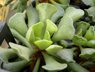 Adromischus poellnitzianus (3 листа без корней)