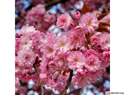 Вишня Канзан - Kanzan