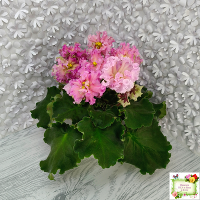 ЕК-Линжери (Е. Коршунова) 2021 г.