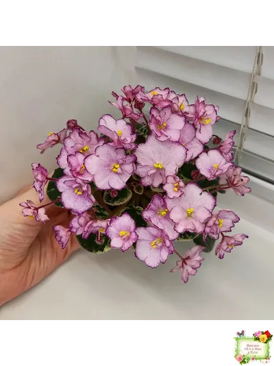 Н-Четыре Сезона (Н. Бердникова) 2015