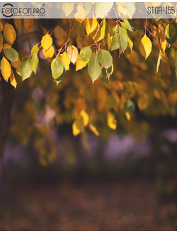 Фотофон на холсте «Солнечный свет»