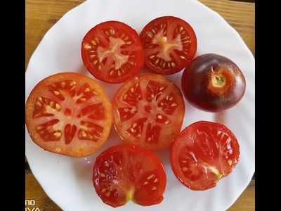 Томат Синее яблоко (Blue Apple)