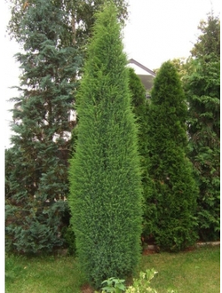 Можжевельник обыкновенный Суецика, С5,60-80