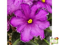 НК-Императорский Сад (Н.Козак) 2019 г. (лонг листва)