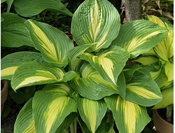 Хоста Hollywood Lights