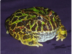 Украшенная рогатка (Ceratophrys ornata)