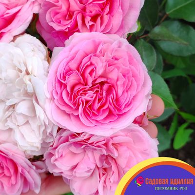 Мария Терезия (Mariatheresia)