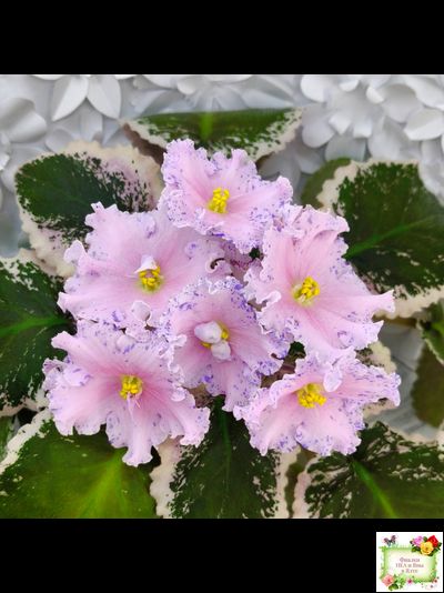 НД-Хоровод  (Н.Данилова-Суворова) 2021 г.