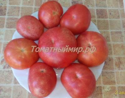 Томат Гном Арктическая Роза, Dwarf Arctic Rose