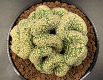 Mammillaria elongata cristata, Маммилярия удлинённая кристата, кактус ...
