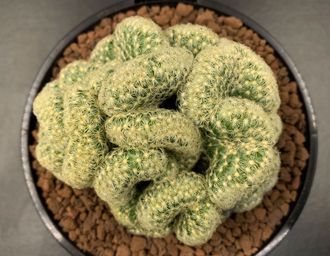 Mammillaria elongata cristata