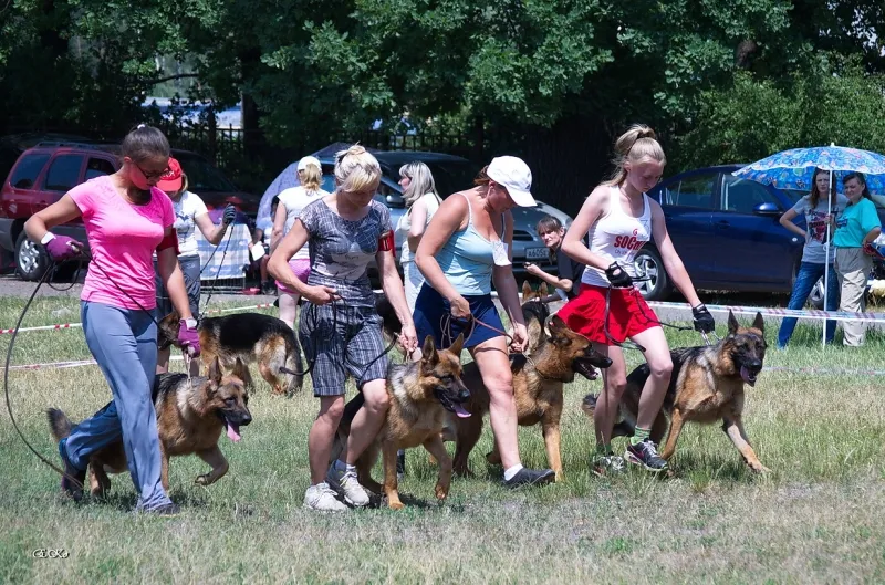 ВицеПобедительница, ЮСС моно в Липецке 7.06.2014 г. судья Козорез Д.