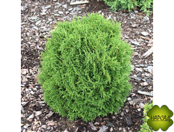 ТУЯ ЗАПАДНАЯ "ХОЗЕРИ"(саженец 40-50см)