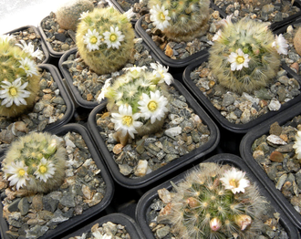 Mammillaria carmenae - 10 семян