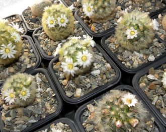 Mammillaria carmenae - 5 семян