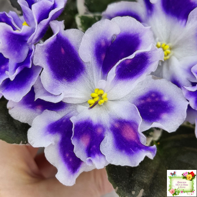 ВаТ-Монарх (Т. Валькова) 2016 г.