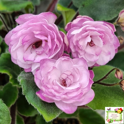 Lituanika (Būtienė) трейлер