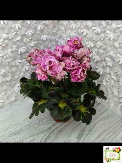 АВ-Шиповник (Фиалковод) 2021 г. (лист посажен 26.01.26)