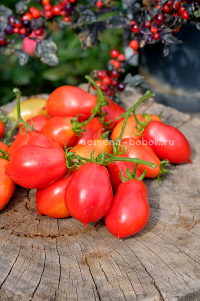 Томат Краса Кургана, 10 шт