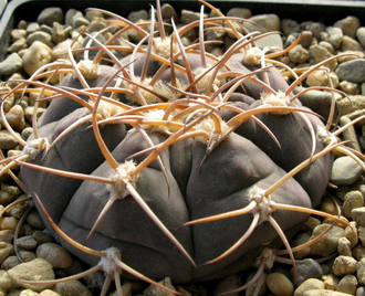 Gymnocalycium bayrianum Tom 326 (D=35 мм)