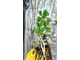 Пихта корейская Флигенде Унтертас (Abies koreana Fliegende Untertasse), 2,0 л