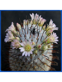 Mammillaria perezdelarosae