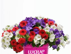 Петуния Ампельная Shock Wave Mix Volt, p9