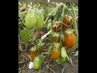 Томат Сосулька черная