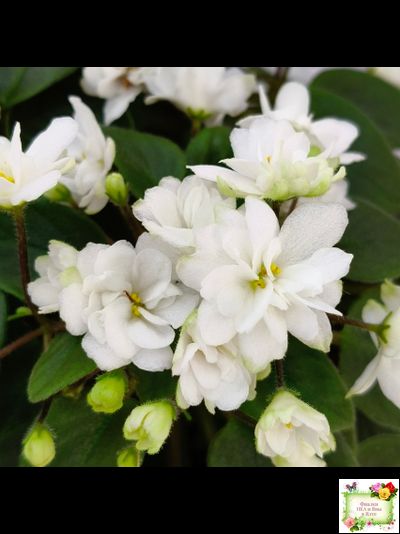 ЛЕ-Жемчужинка (Е. Лебецкая) 2018 г. трейлер