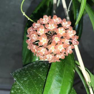 Hoya siariae red