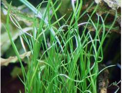 Пилюльница шароносная (пластиковый горшок)