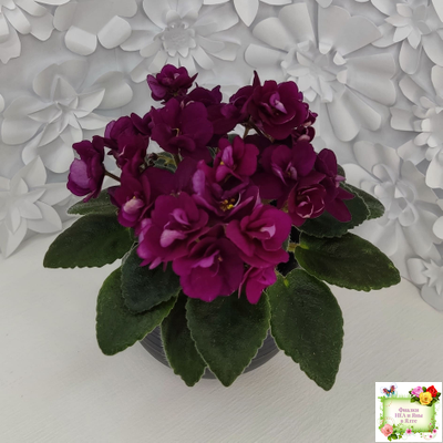 Precious Red (H. Pittman) (9724) 01/15/2007