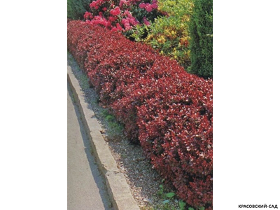 Барбарис Тунберга Атропурпуреа фото в саду красовский-сад.рф