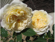 Нельсон Монфор роза, ОКС