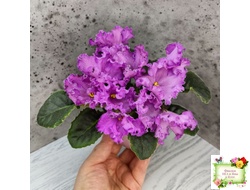 НК-Императорский Сад (Н.Козак) 2019 г. (лонг листва)