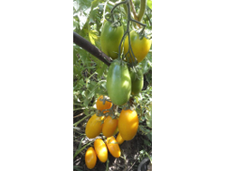 Томат Французская ледяная сосулька