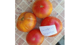 Томат Абрикосовый конфитюр