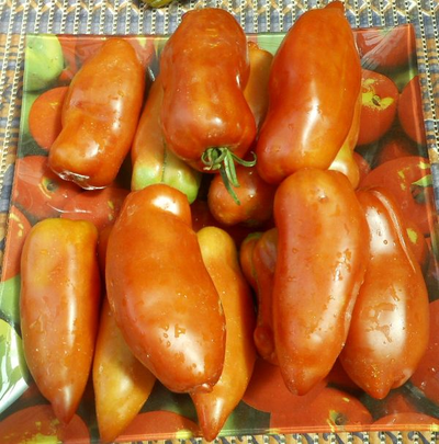 Томат Андине корну (Andine  Cornue)