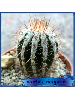 Echinopsis cv. Hakuyo, Japan