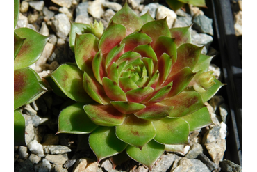 Sempervivum 'PACIFIC COUNTRI COUSIN’ 