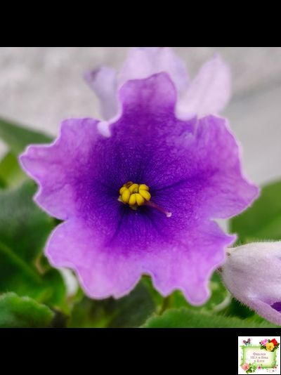 LV-Птичка, Лети! (Л. Шевелева) (лист посажен 21.10.25)