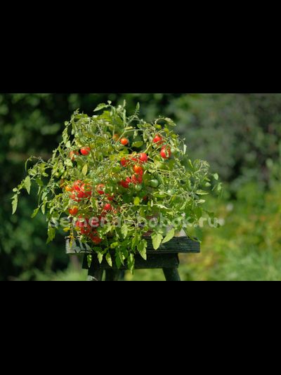 Томат Berry Carpet (Ягодный ковер), 10 шт