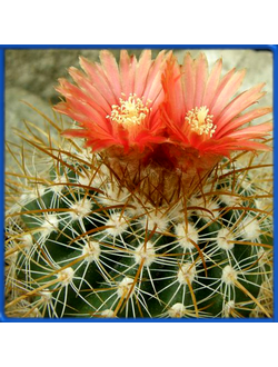 Parodia subtilihamata FR 741