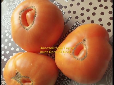 Томат Золотой тети Герти (Aunt Gertie’s Gold) США